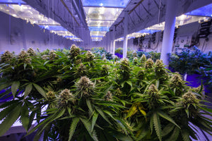 Expert Tips on How to Tell if Weed is Good: Quality Cannabis Checklist