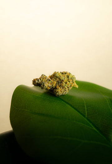 CBD 101: The Calm, Clear Side of Cannabis