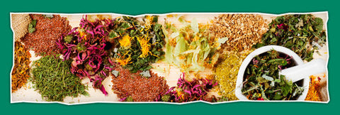 Herbs to Smoke: 14 Smokable Herbs To Try In 2025