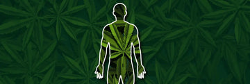 Understanding How Long Does Weed Stay in Your System: A Clear Guide