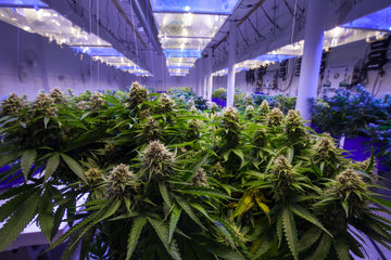Expert Tips on How to Tell if Weed is Good: Quality Cannabis Checklist